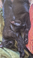Adopter  chat : Maïko et kaïna