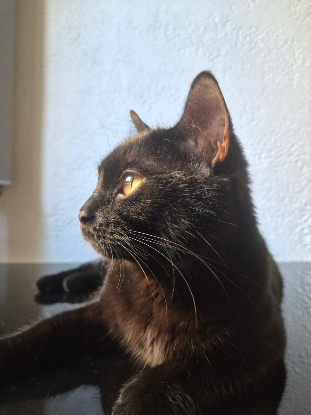 Adopter Maïko et kaïna