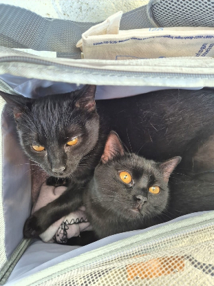 Adopter Maïko et kaïna