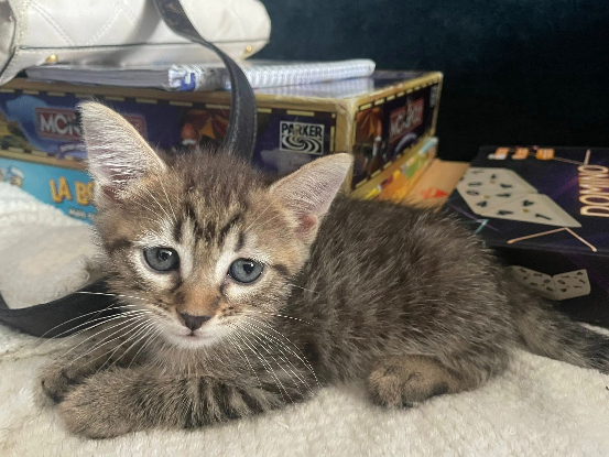 Adopter Louna