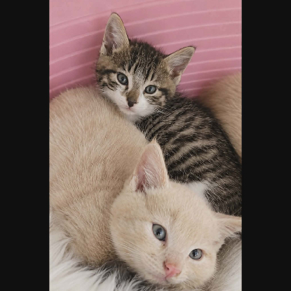 Adopter Gucci et malibu