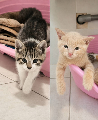 Adopter Gucci et malibu