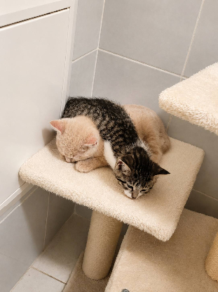 Adopter Gucci et malibu