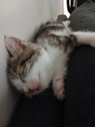 Adopter Ivar
