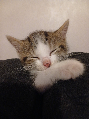 Adoption Ivar