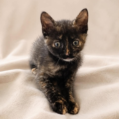Adopter Lucette