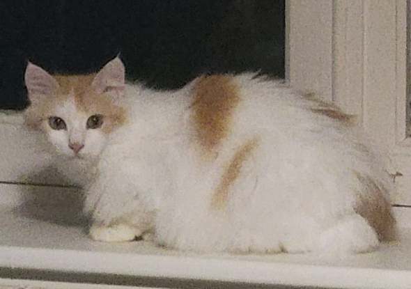 Adopter Hope