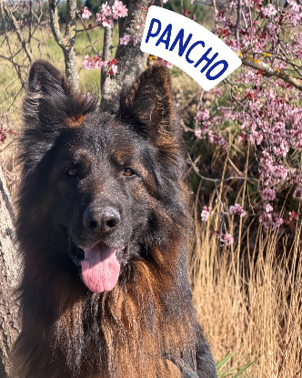 Adopter Pancho