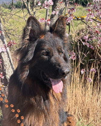 Adopter Pancho