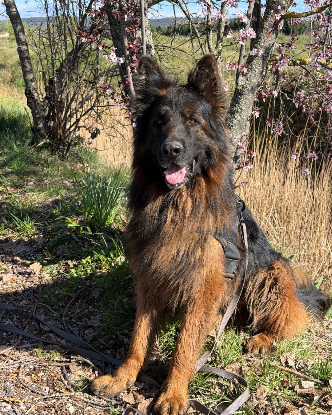 Adopter Pancho