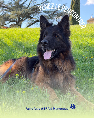 Adoption Pancho