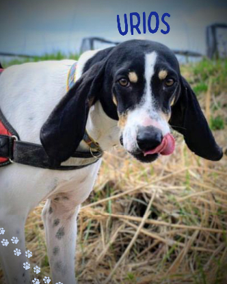 Adopter Urios