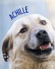 Achille