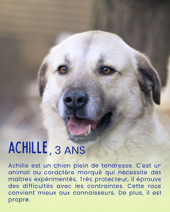 Adopter Achille