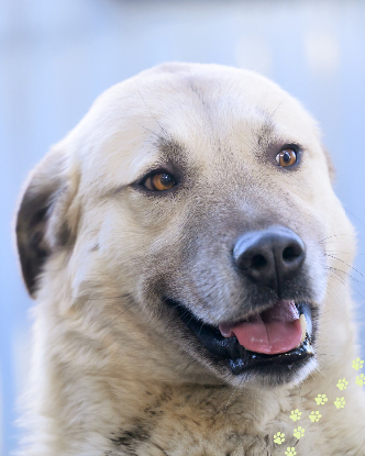 Adopter Achille