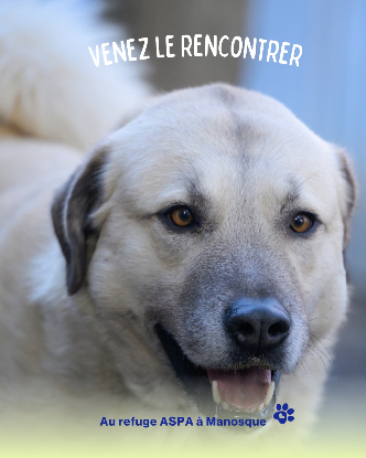 Adoption Achille