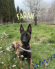 Farah