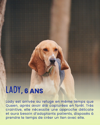 Adopter Lady