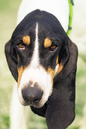 Adopter Kaska