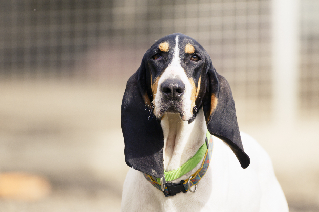 Adopter Kaska