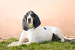 Kaska