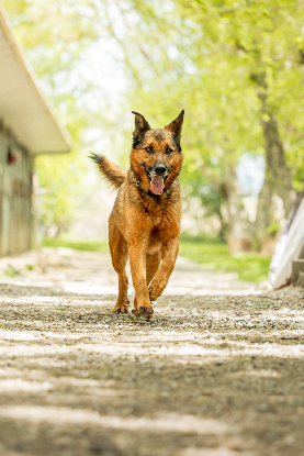 Adopter Mulder