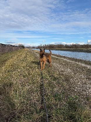 Adoption Mulder
