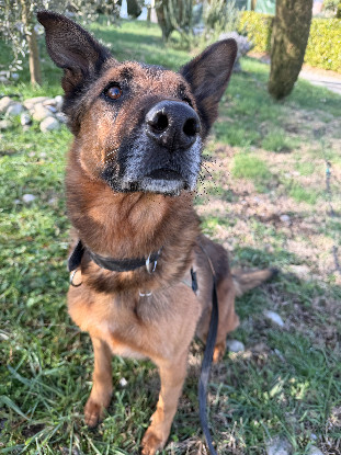 Adoption Mulder
