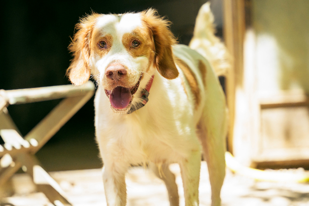 Adopter Boule