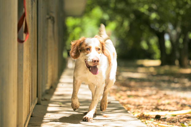 Adopter Boule