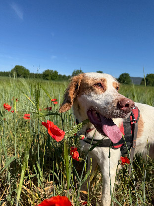 Adopter Boule