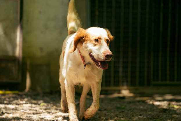 Adoption Boule