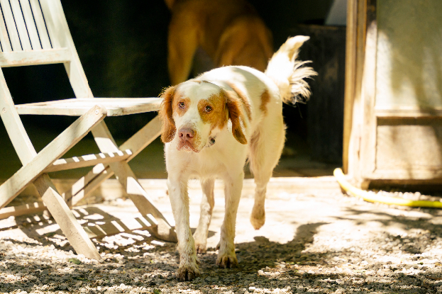 Adoption Boule