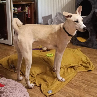 Adopter Ash