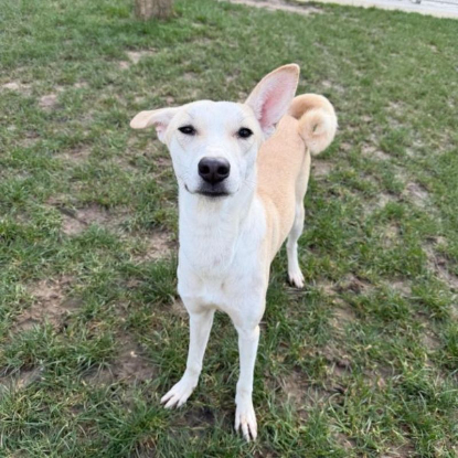 Adopter Ash