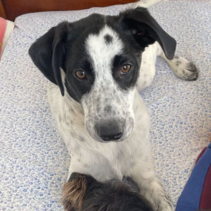 Adopter Marsou
