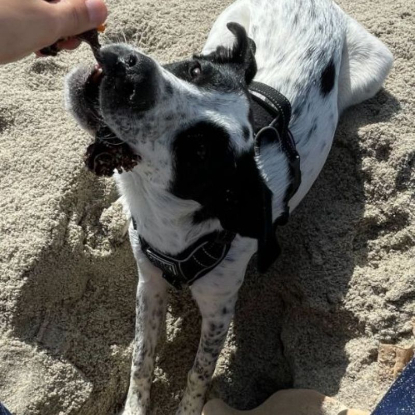 Adopter Marsou