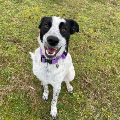 Adopter Marsou