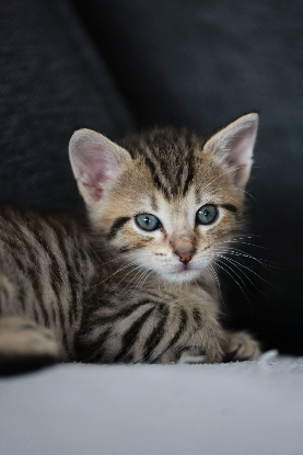 Adopter Bam