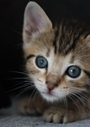 Adoption Bam
