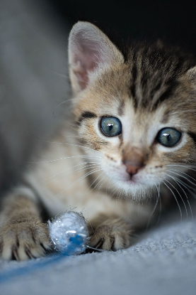 Adoption Bam