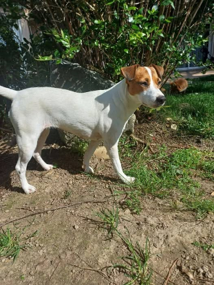 Adopter Miki