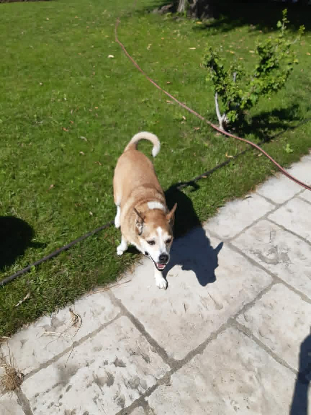 Adopter Jazzy