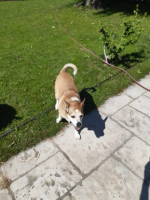 Adopter  chien : Jazzy
