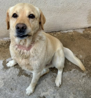 Adopter  chien : Bananier