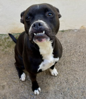 Adopter  chien : Bidou