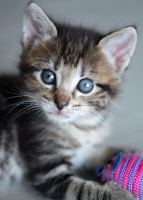 Adopter  chat : Bob