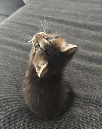 Adoption Bob