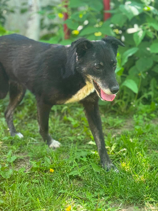 Adopter Mysty