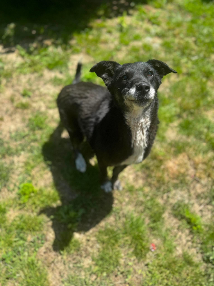 Adoption Mysty